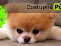 Miniatúr pre zaradenie hlavné obrázok