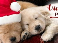 Miniatúr pre zaradenie hlavné obrázok